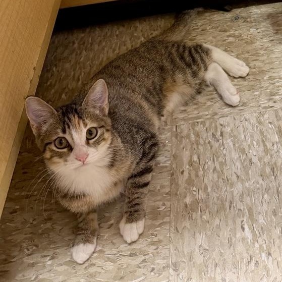 Enlarge Oakley (bonded to Olive), a Adoptable Tabby in Austin, TX image 1/4