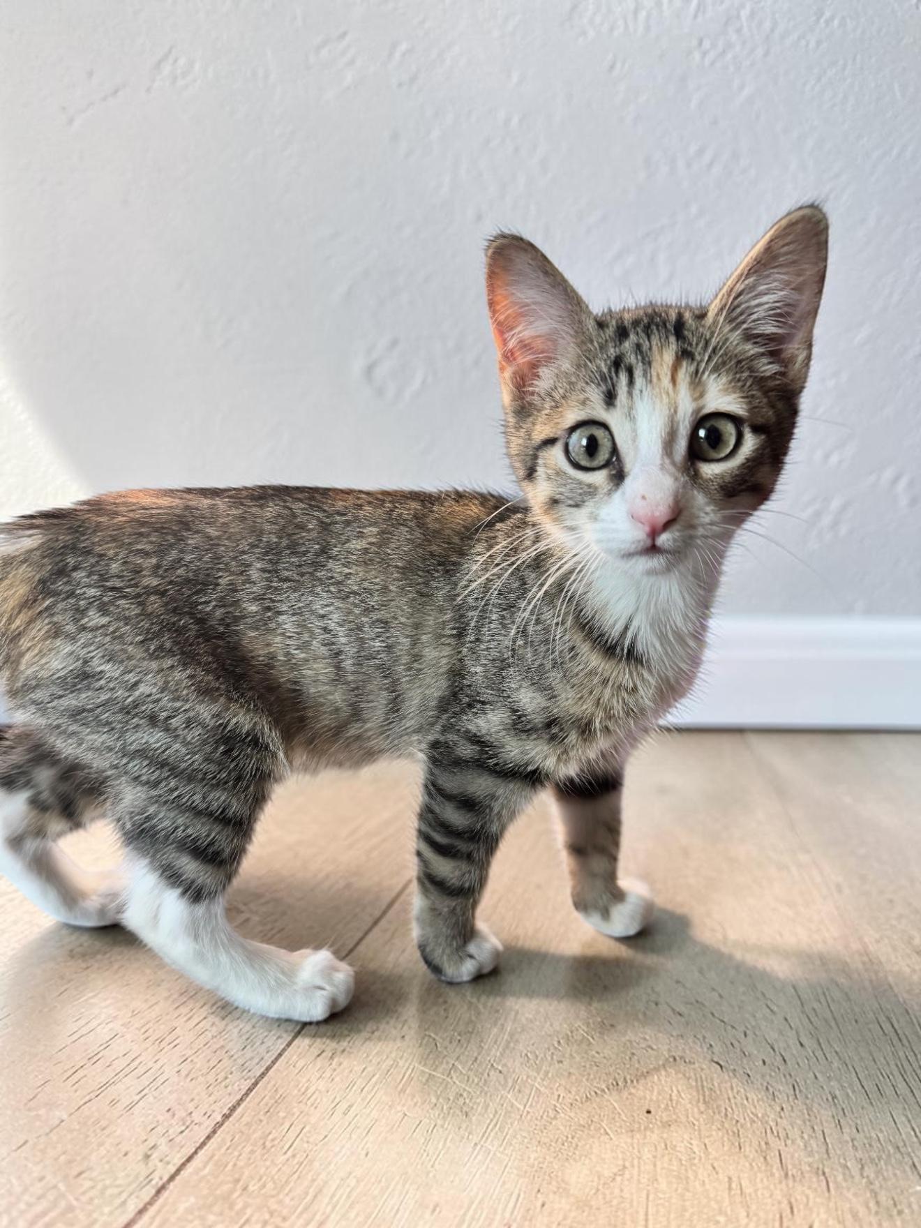 Enlarge Oakley (bonded to Olive), a Adoptable Tabby in Austin, TX image 2/4