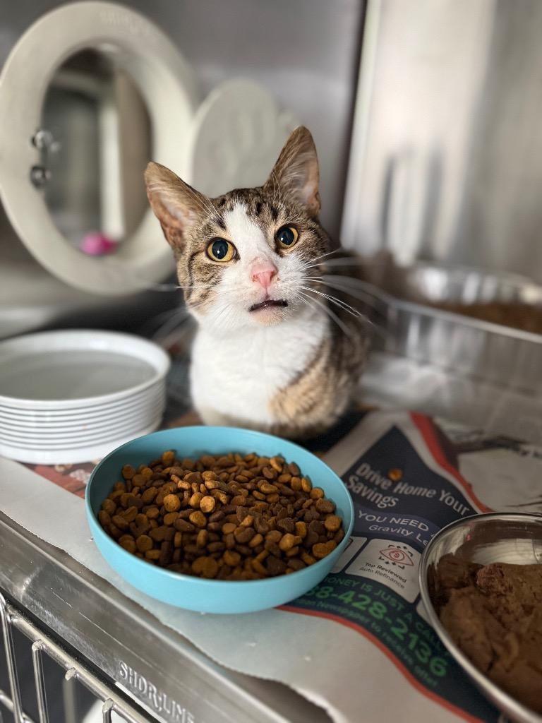 Patty Melt, Adoptable, Young Male Domestic Short Hair.