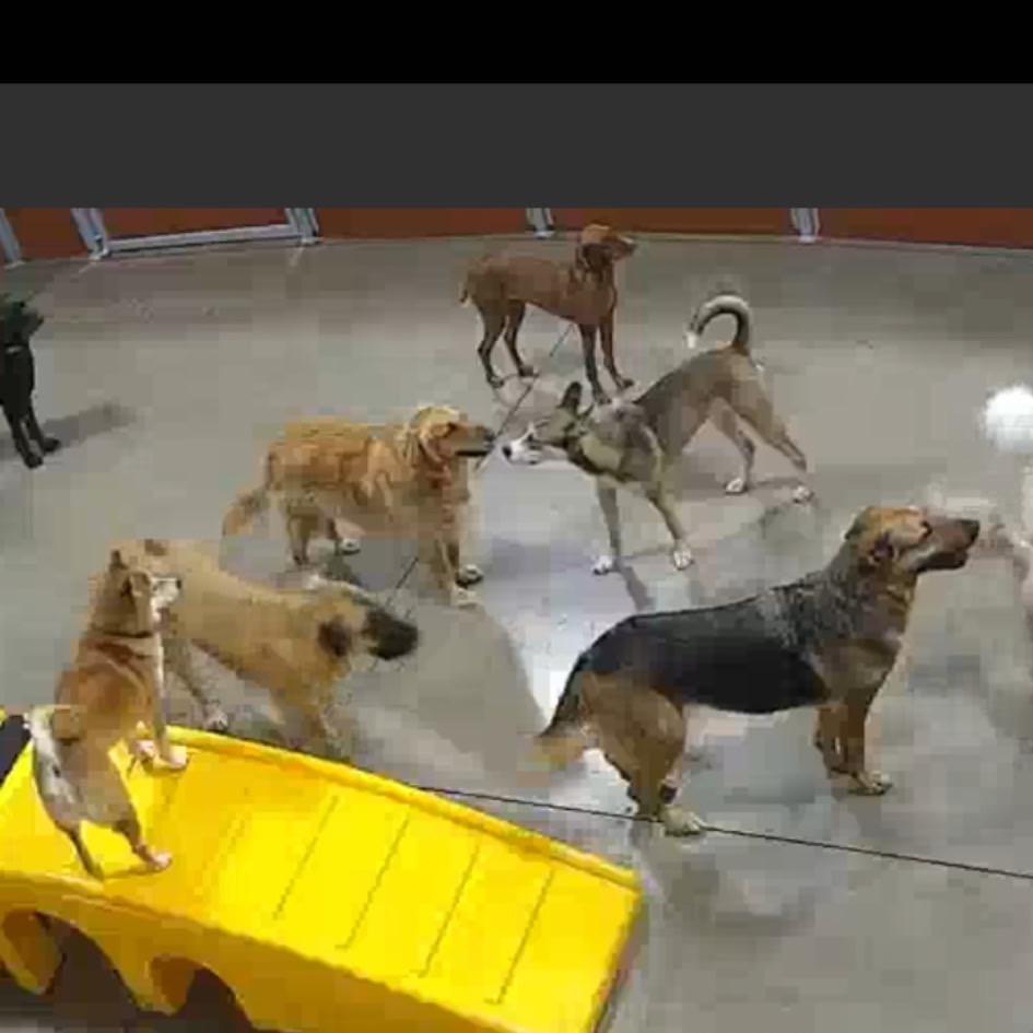 Howie- Foster- Camp Bow Wow