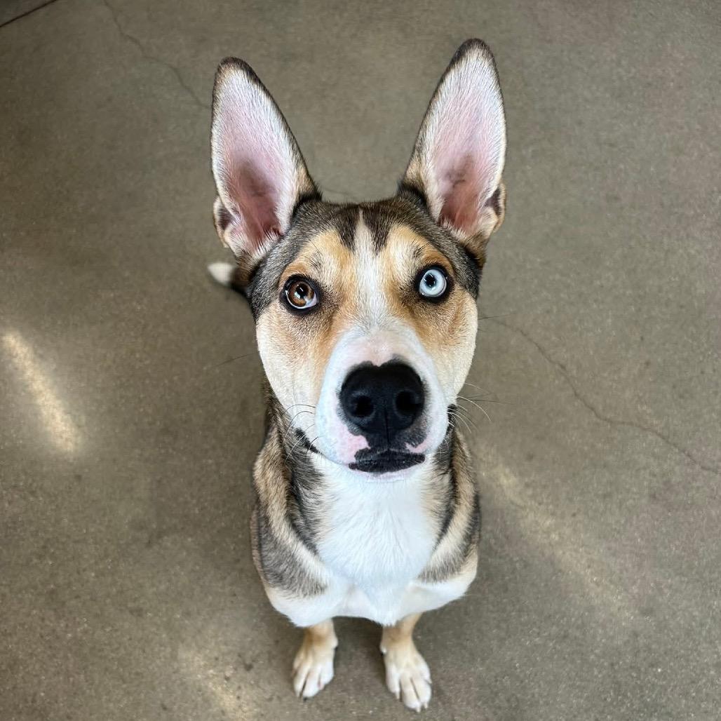 Howie- Foster- Camp Bow Wow — thumbnail 2