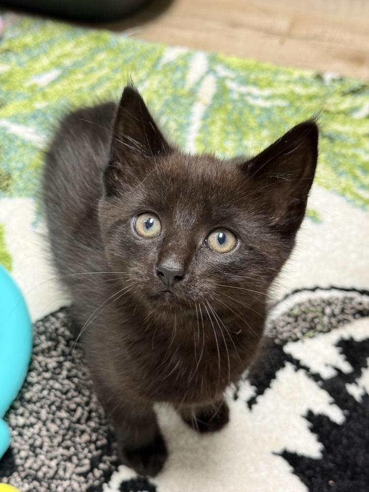 Enlarge Twink Rainbow Brite Sailor, a Adoptable Domestic Short Hair in Mount Laurel, NJ image 2/6