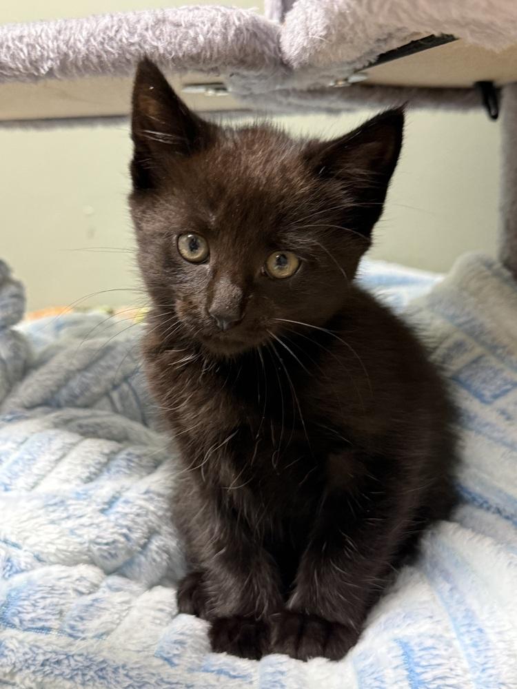 Enlarge Twink Rainbow Brite Sailor, a Adoptable Domestic Short Hair in Mount Laurel, NJ image 3/4