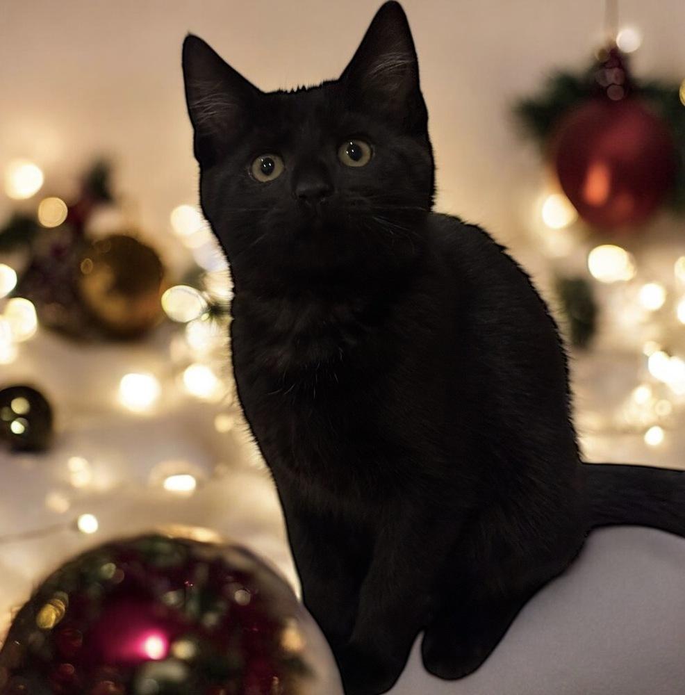 Enlarge Twink Rainbow Brite Sailor, a Adoptable Domestic Short Hair in Mount Laurel, NJ image 3/6