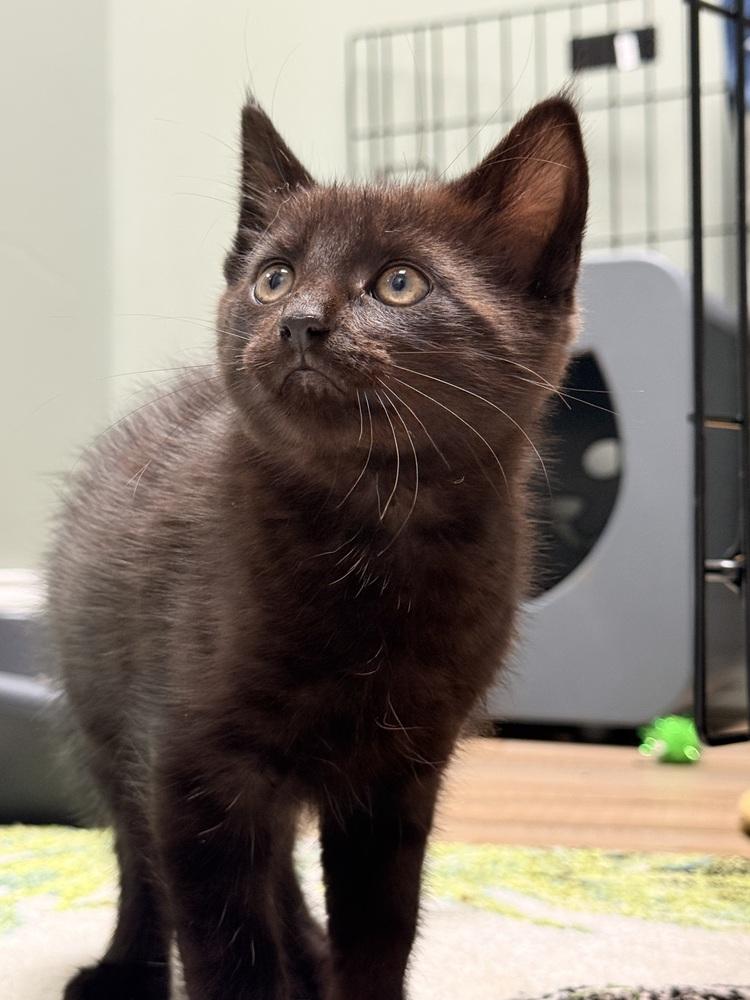 Enlarge Twink Rainbow Brite Sailor, a Adoptable Domestic Short Hair in Mount Laurel, NJ image 5/6