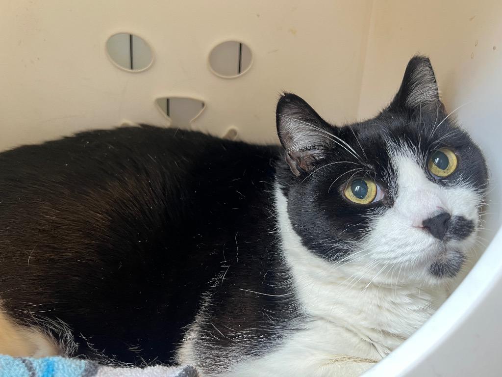 Enlarge Houdini Temple - in foster, a Adoptable mixed breed in Windsor, CT image 1/1