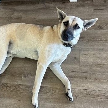 Peanut, a Adoptable mixed breed in Bentonville, AR image 2/5