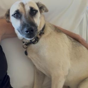 Peanut, a Adoptable mixed breed in Bentonville, AR image 5/5