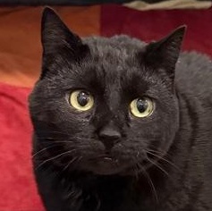 Molly, ADOPTABLE, Adult Female Domestic Short Hair.