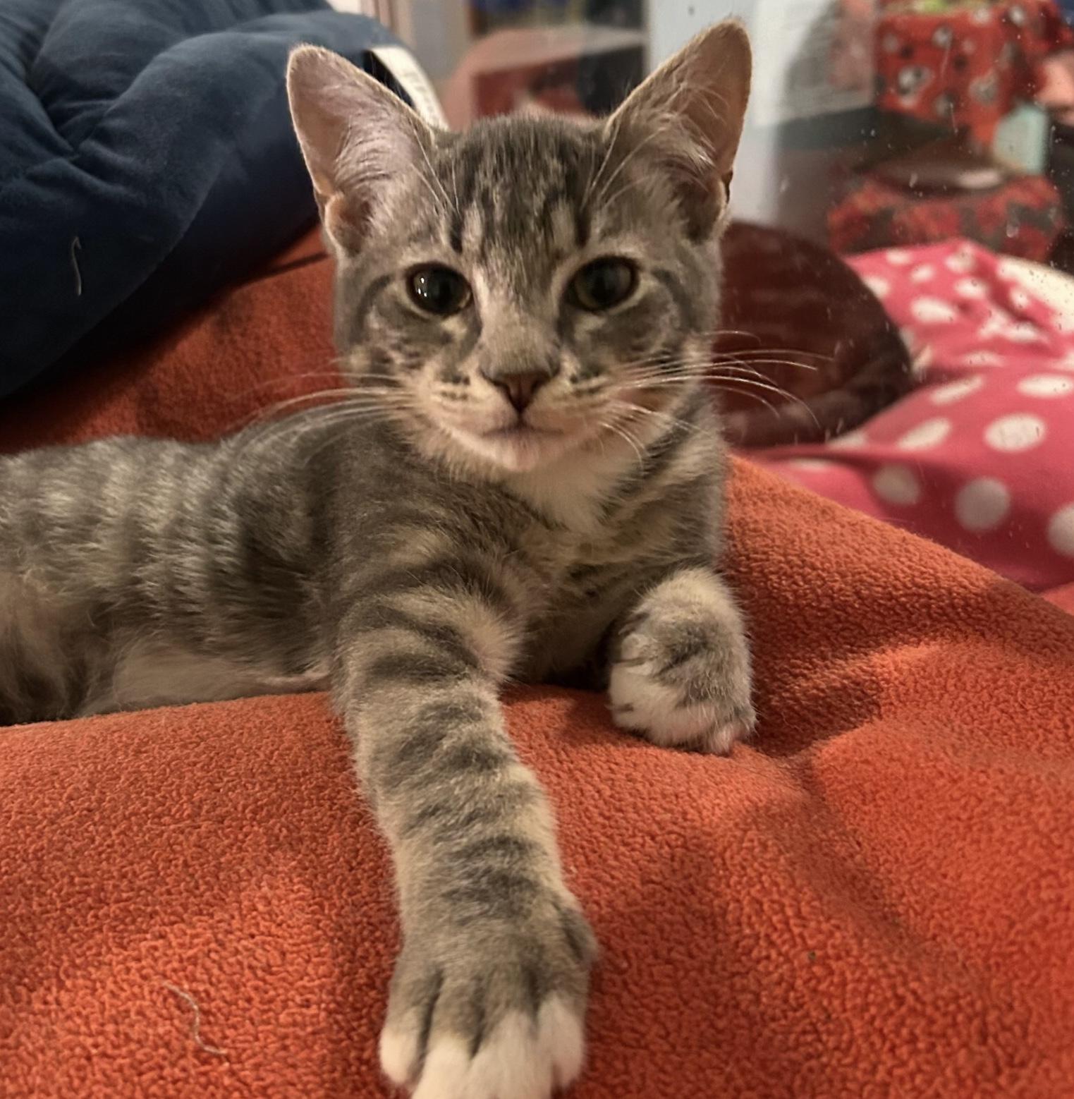 Tucker, adopted, Kitten Male Domestic Short Hair.