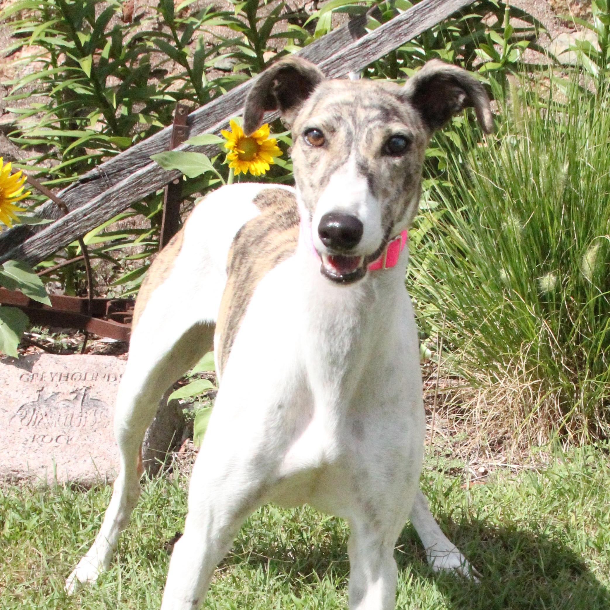 Tess, Adoptable, Adult Female Greyhound.