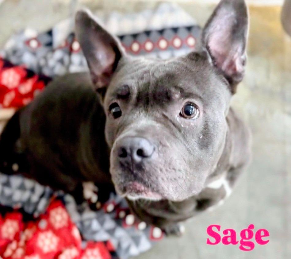 Enlarge Sage, a Adoptable mixed breed in Archbold , OH image 1/1