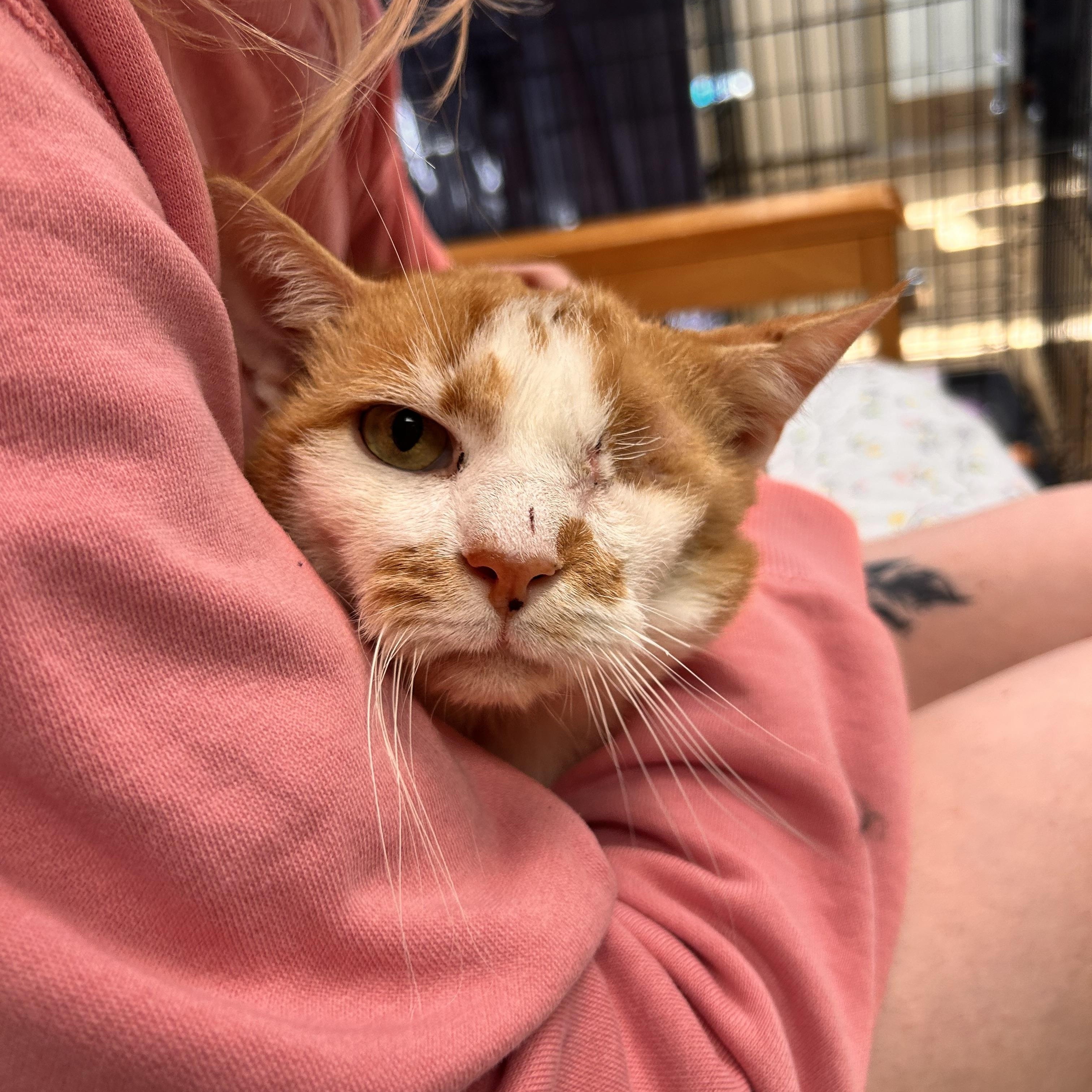 Marbles, an adopted Domestic Short Hair in Myerstown, PA image 2/2