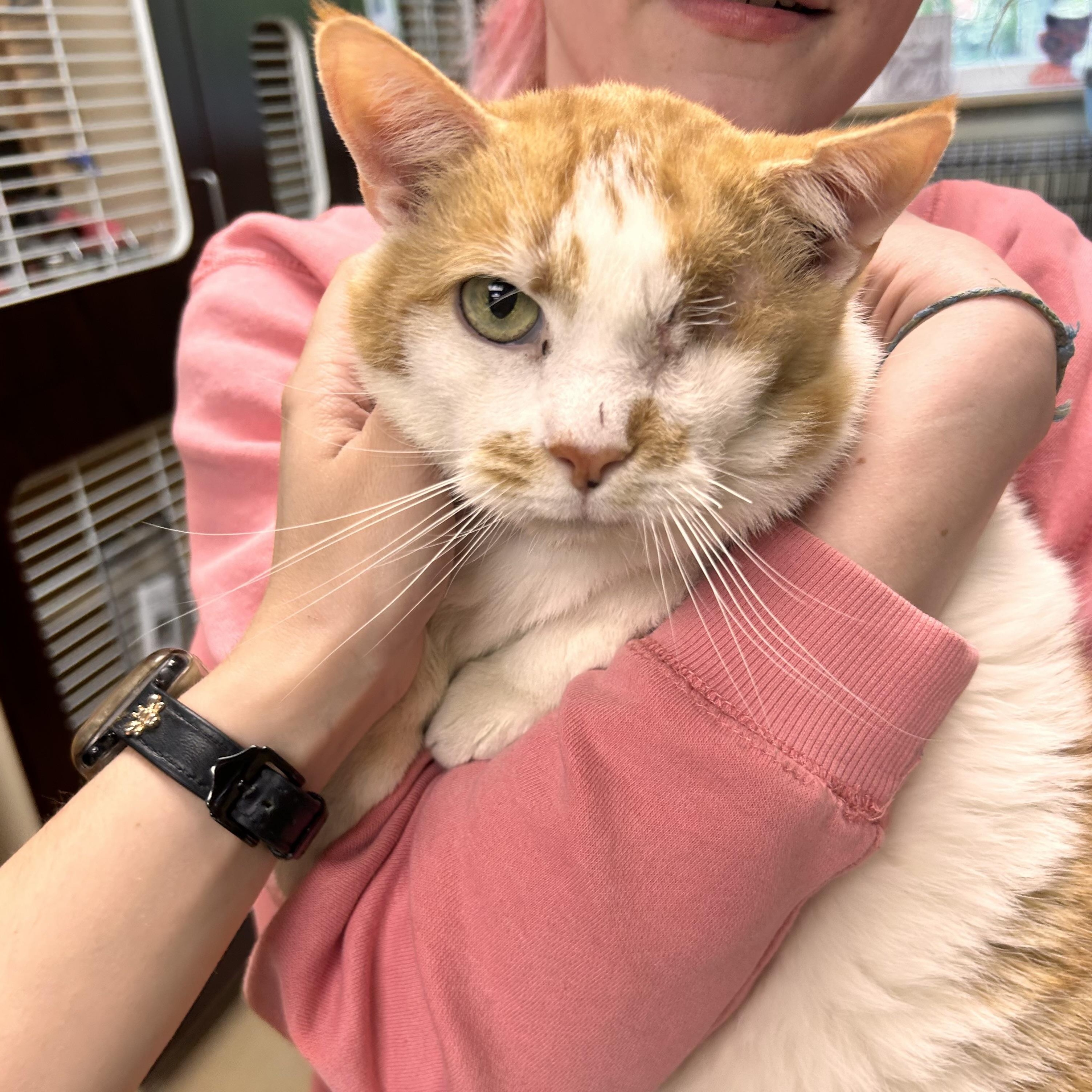 Marbles, adopted, Senior Male Domestic Short Hair.