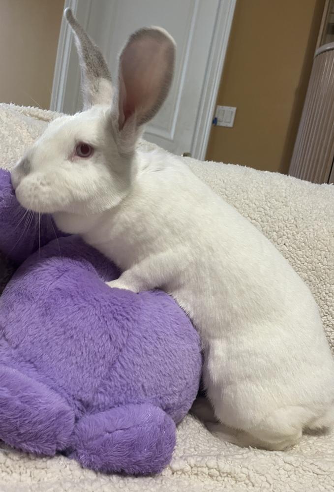 Enlarge Blanche, a Adoptable mixed breed in Naples, FL image 2/4