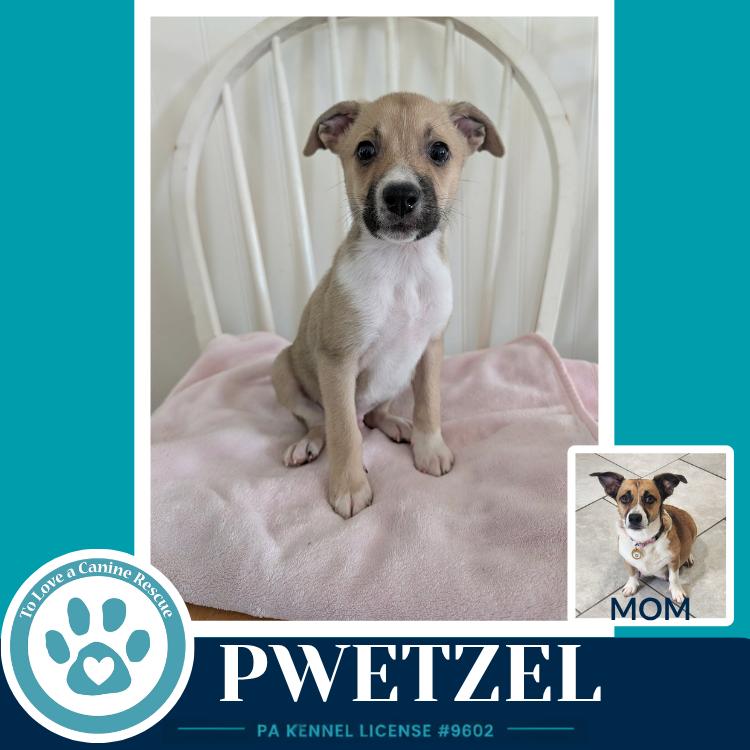 Enlarge Pwetzel (Betty's Babble Bunch) 070126, a Adoptable mixed breed in Kimberton, PA image 1/3
