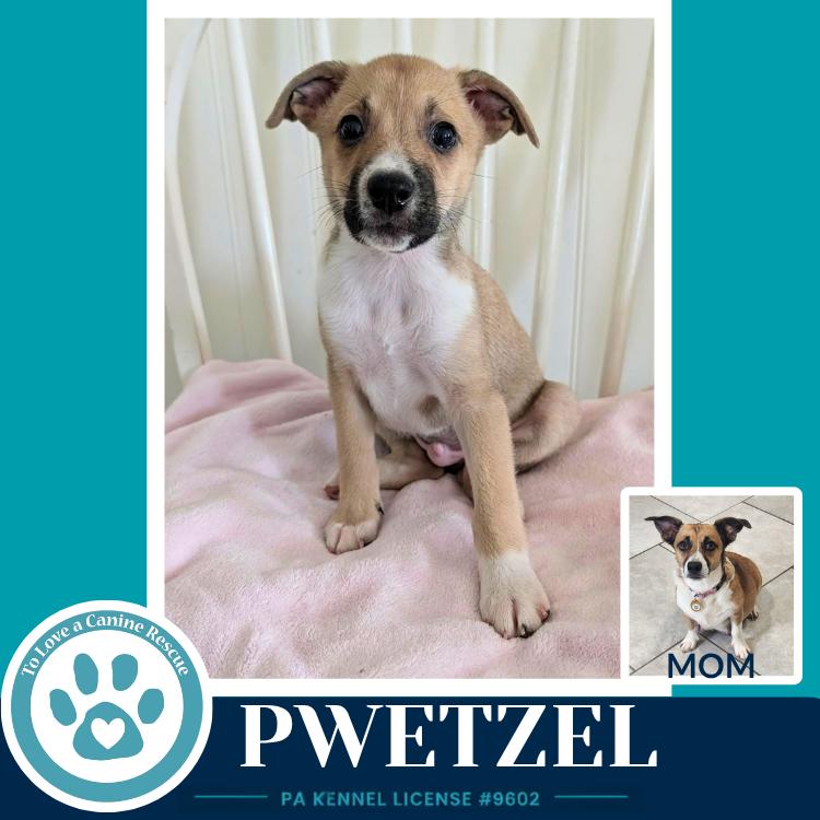 Enlarge Pwetzel (Betty's Babble Bunch) 070126, a Adoptable mixed breed in Kimberton, PA image 2/3