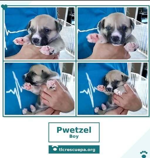 Enlarge Pwetzel (Betty's Babble Bunch) 070126, a Adoptable mixed breed in Kimberton, PA image 3/3