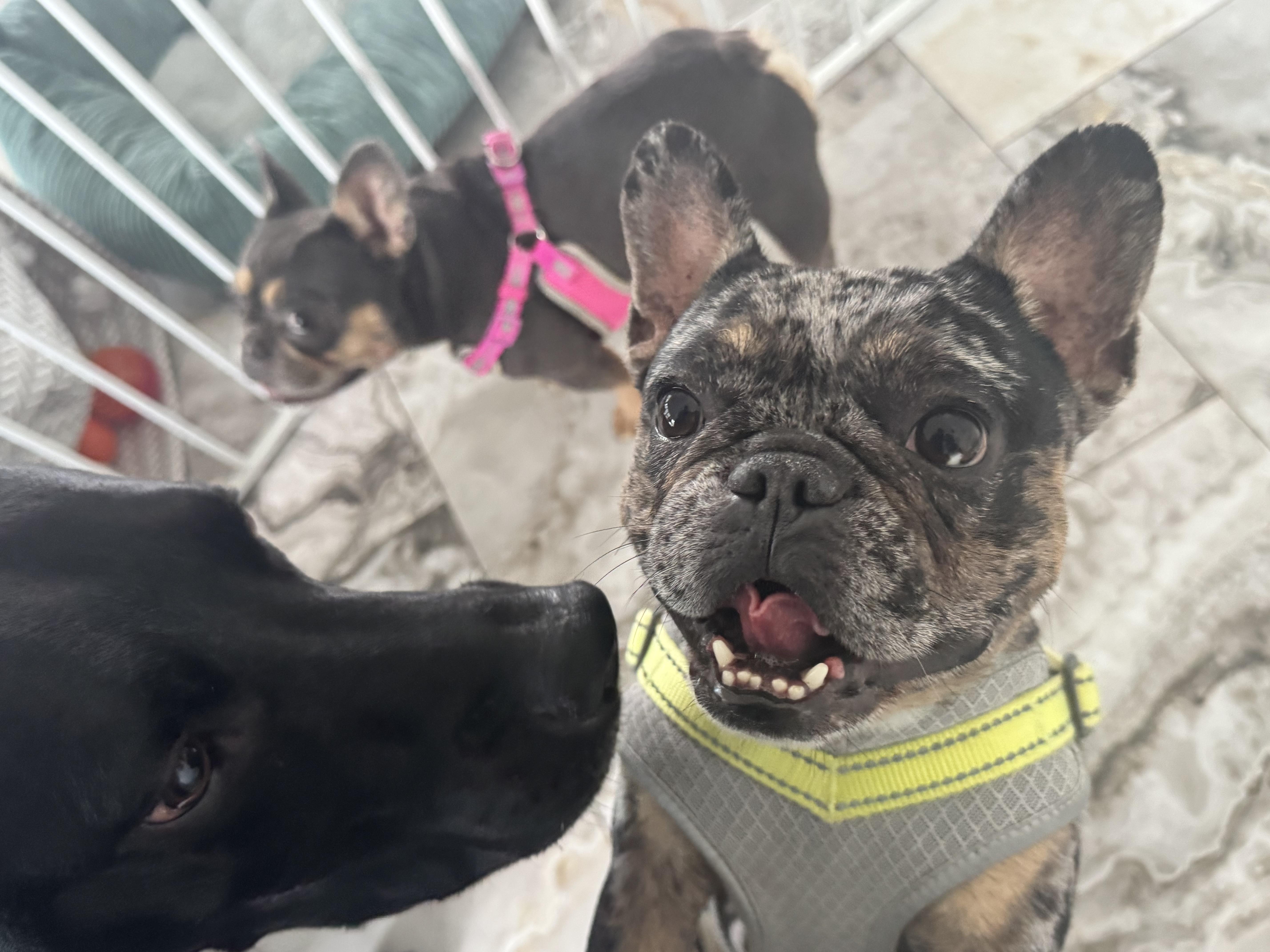 Julio, Adopted, Adult Male French Bulldog.