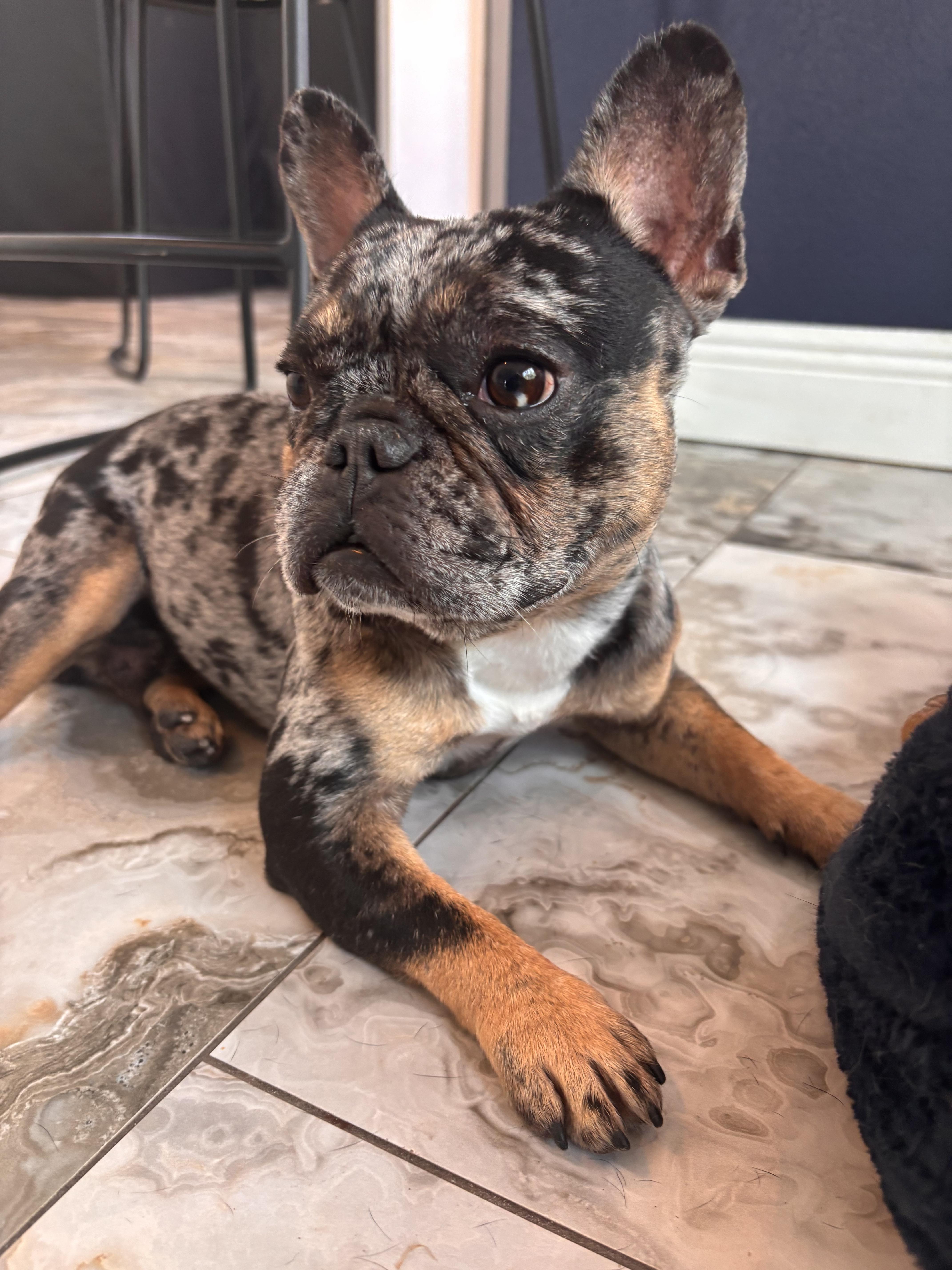 Enlarge Julio, a Adopted French Bulldog in PALM BAY, FL image 2/2