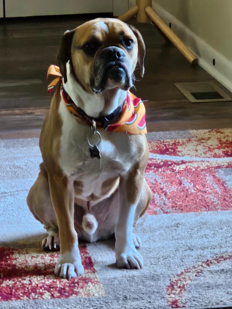 Sarge, Adoptable, Adult Male English Bulldog.