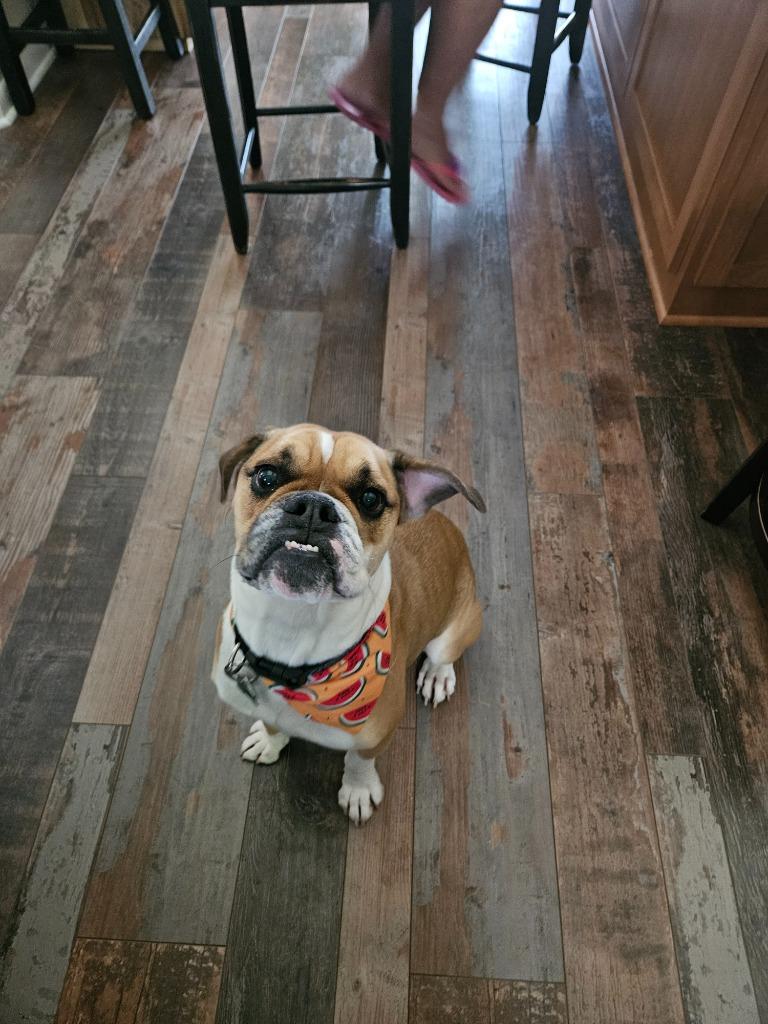 Enlarge Sarge, a Adoptable English Bulldog in Manchester, TN image 2/6