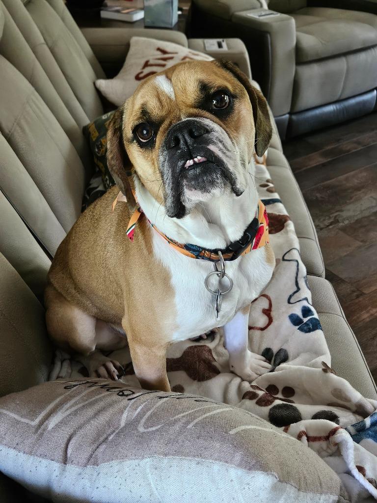 Enlarge Sarge, a Adoptable English Bulldog in Manchester, TN image 3/6