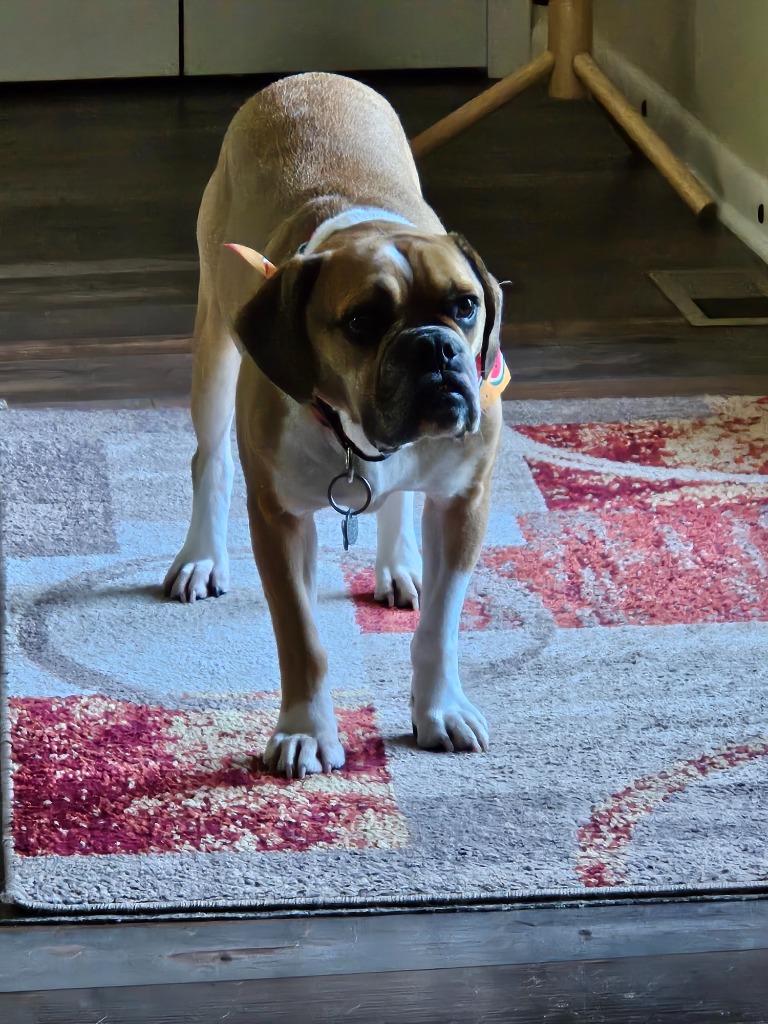 Enlarge Sarge, a Adoptable English Bulldog in Manchester, TN image 4/6