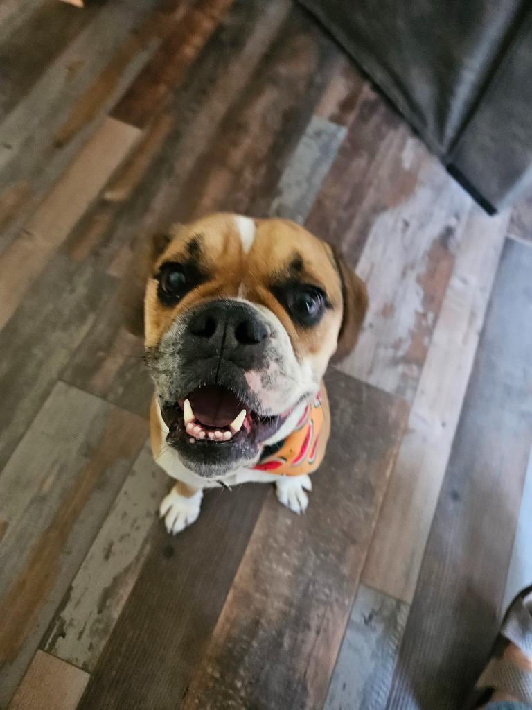 Enlarge Sarge, a Adoptable English Bulldog in Manchester, TN image 6/6