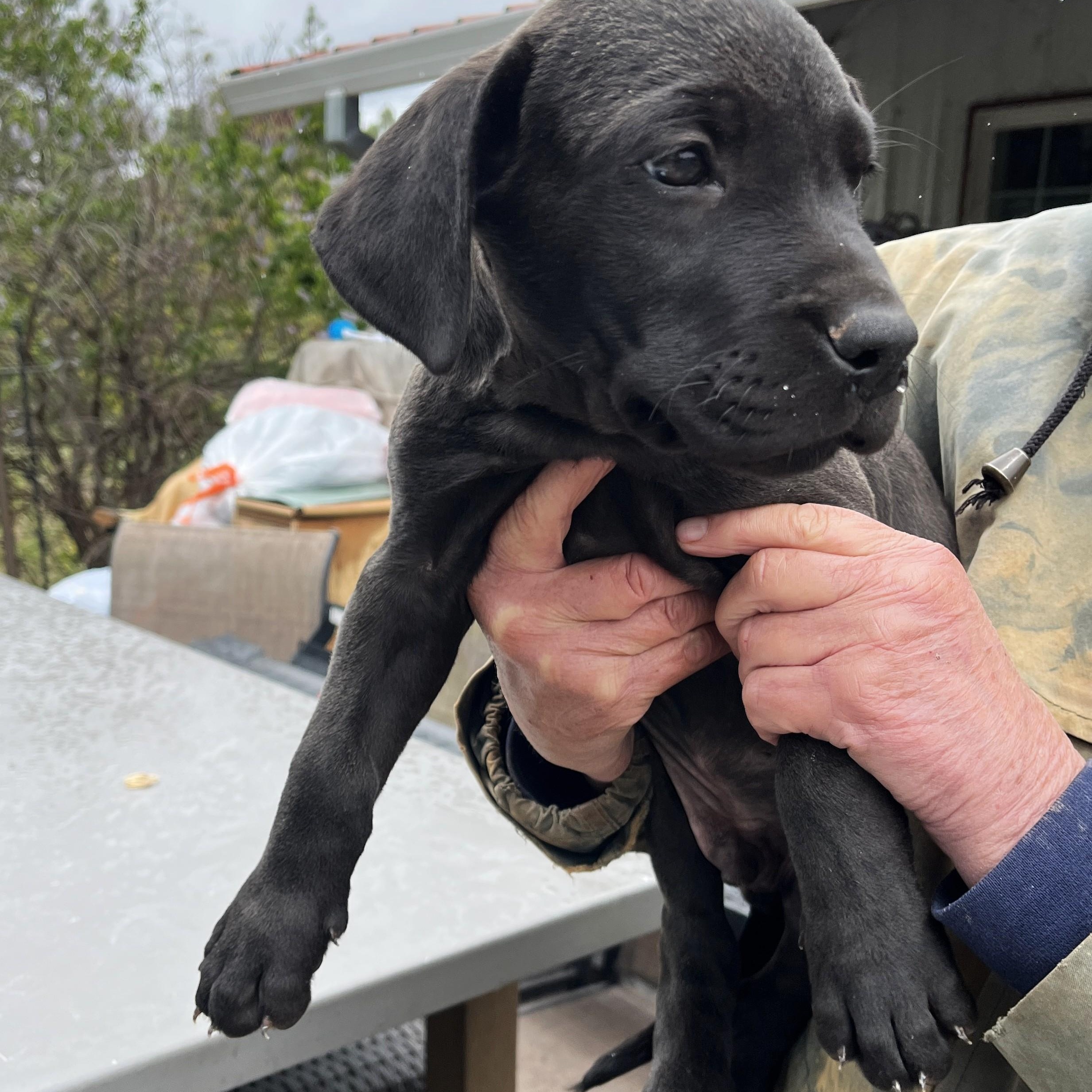 Rascal, Adoptable, Puppy Male Great Dane & German Shepherd Dog.