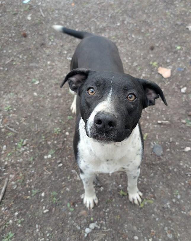 Nella, Adoptable, Adult Female American Staffordshire Terrier & Labrador Retriever.