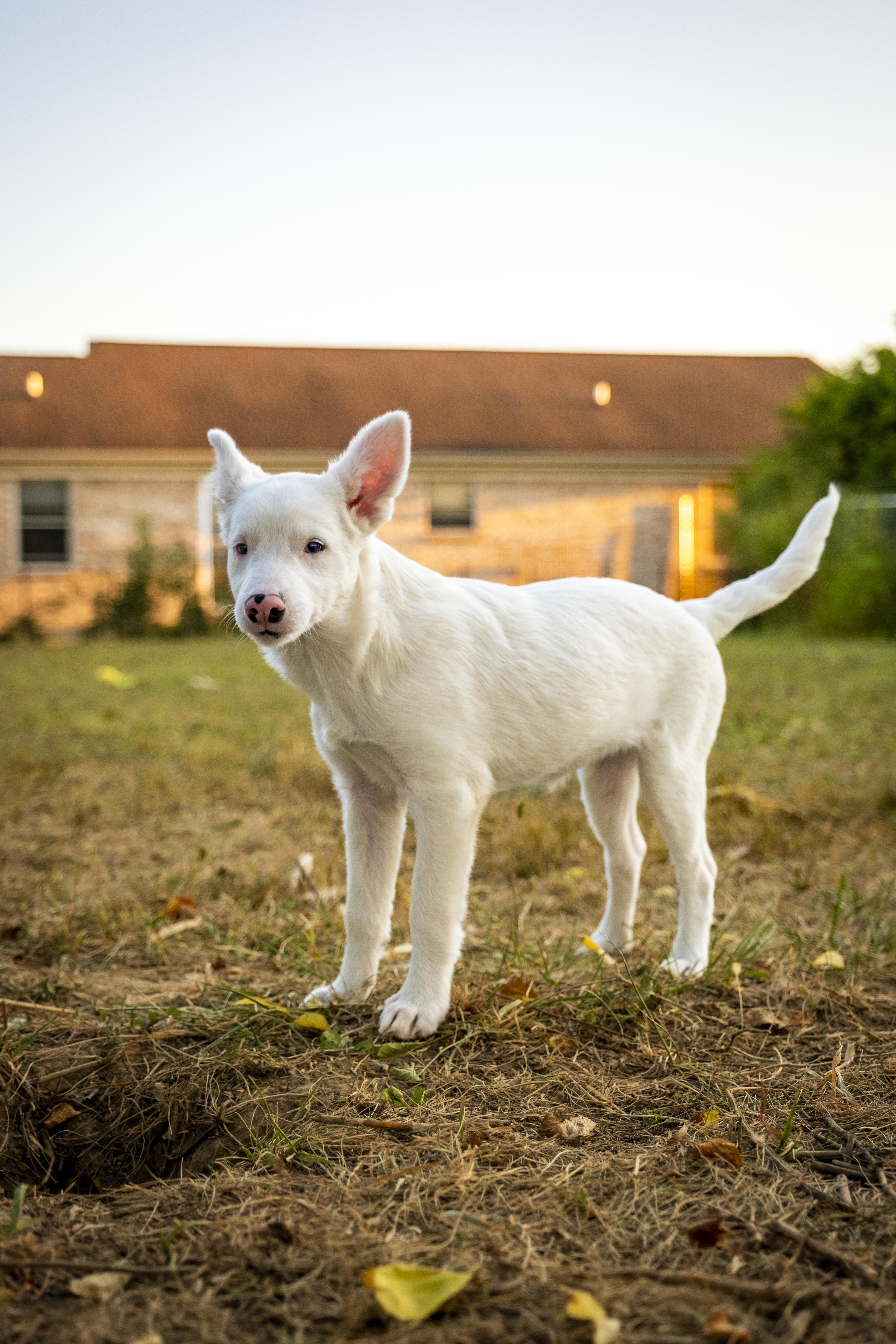 Glinda, Adoptable, Young Female Australian Cattle Dog / Blue Heeler.