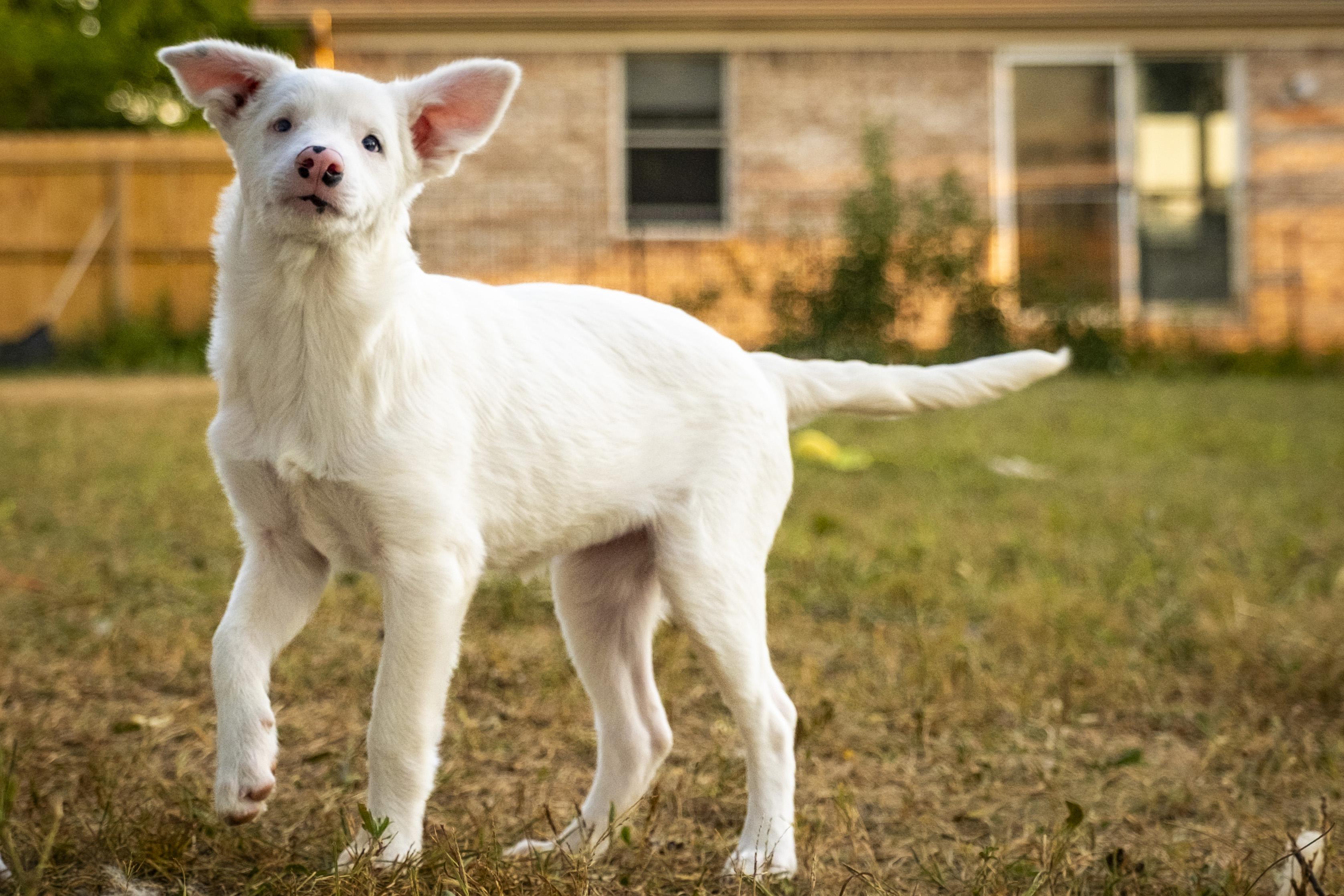Glinda, a Adoptable mixed breed in Muncie, IN image 2/3