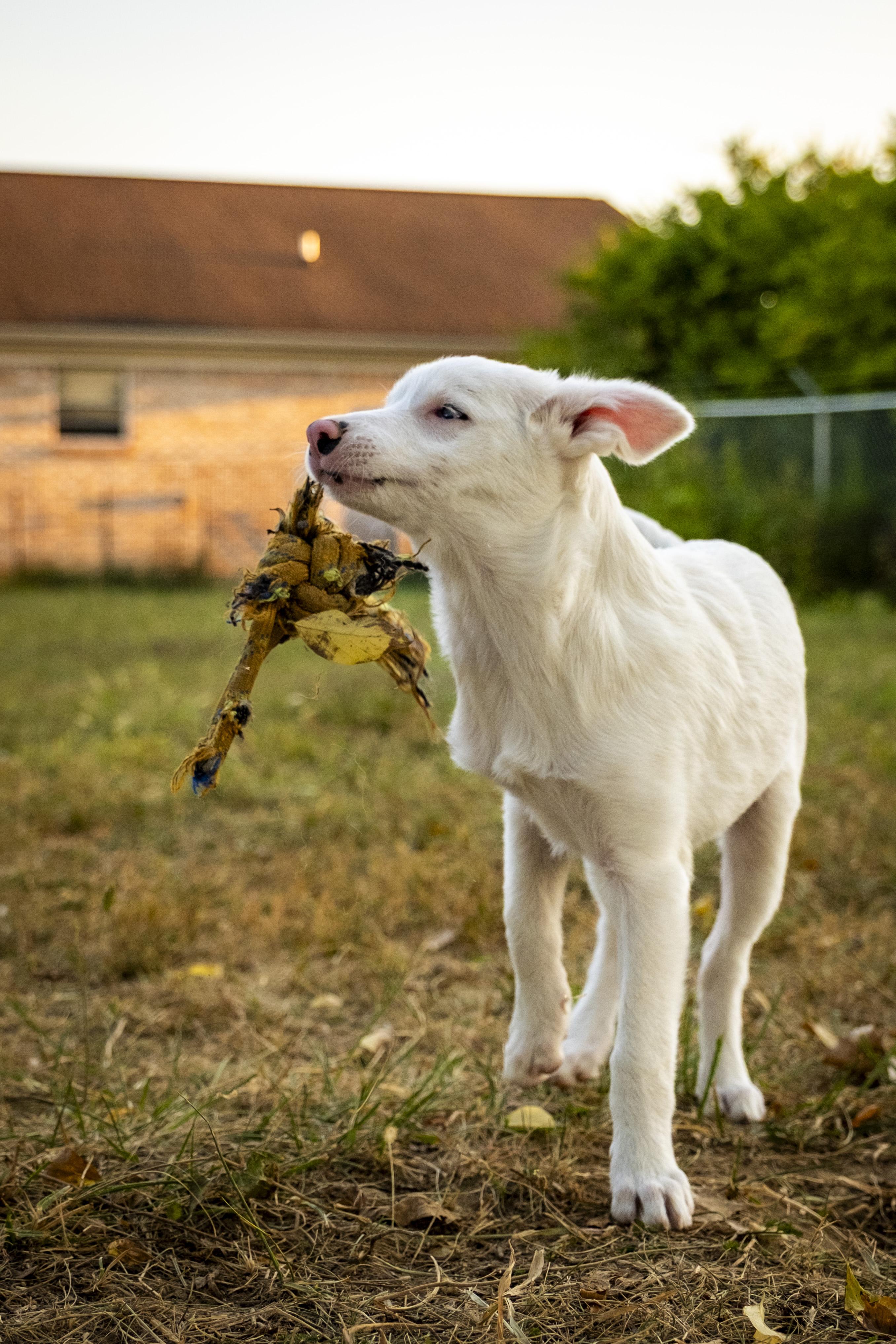 Glinda, a Adoptable mixed breed in Muncie, IN image 3/3