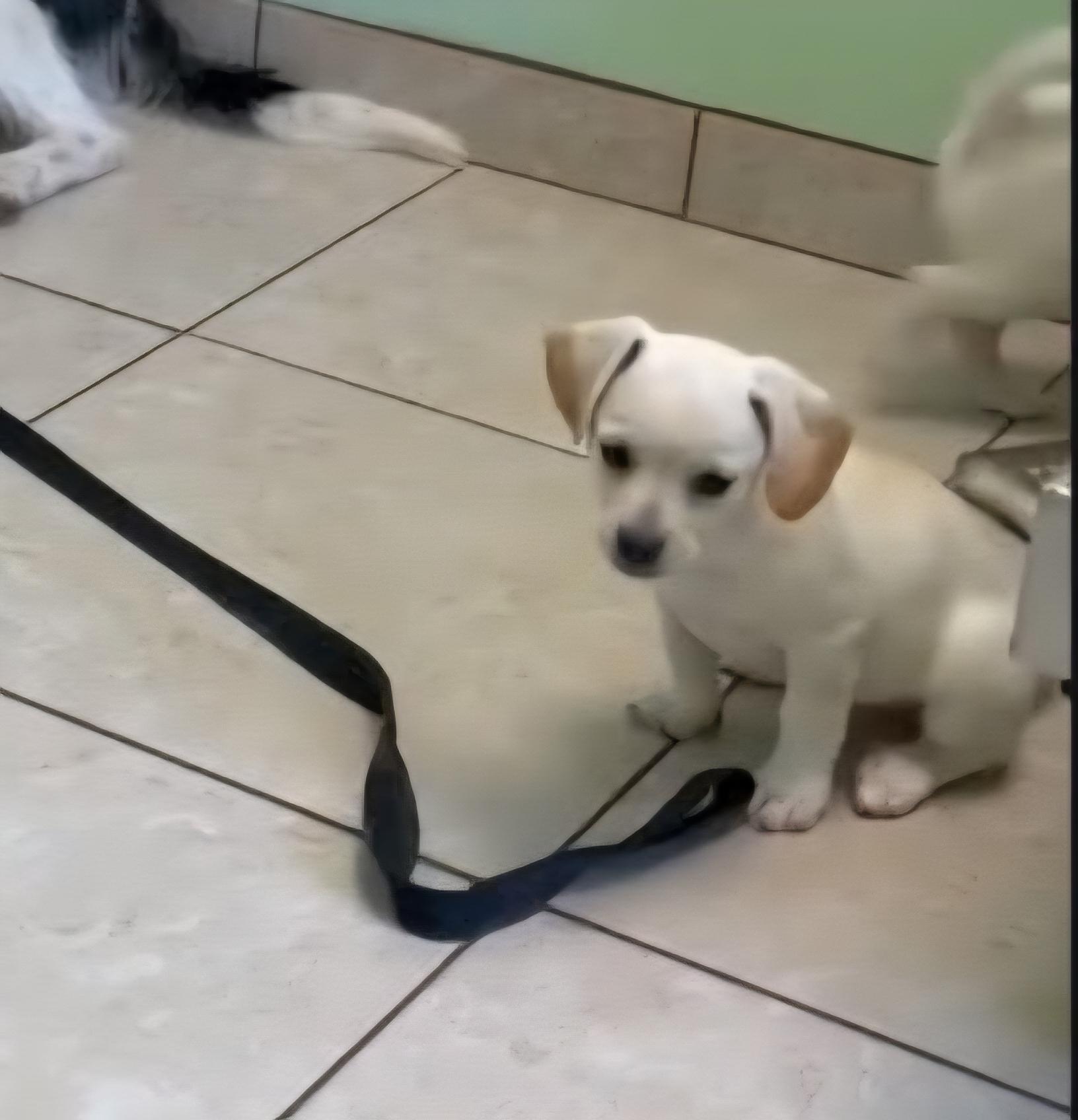 Nala, adopted, Puppy Female Dachshund.