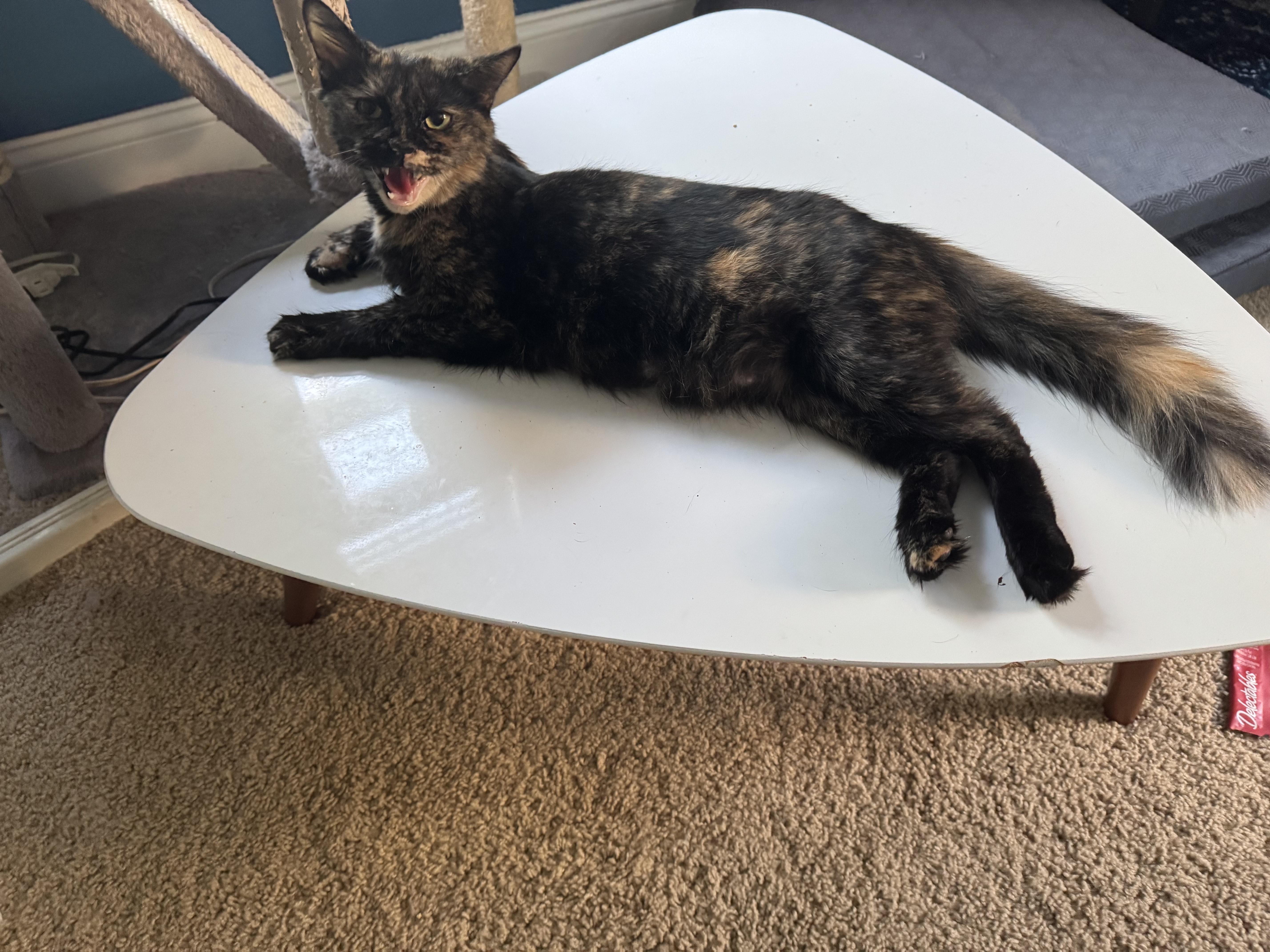 Lady Luna, a ADOPTABLE American Shorthair in Medford, MA image 2/3
