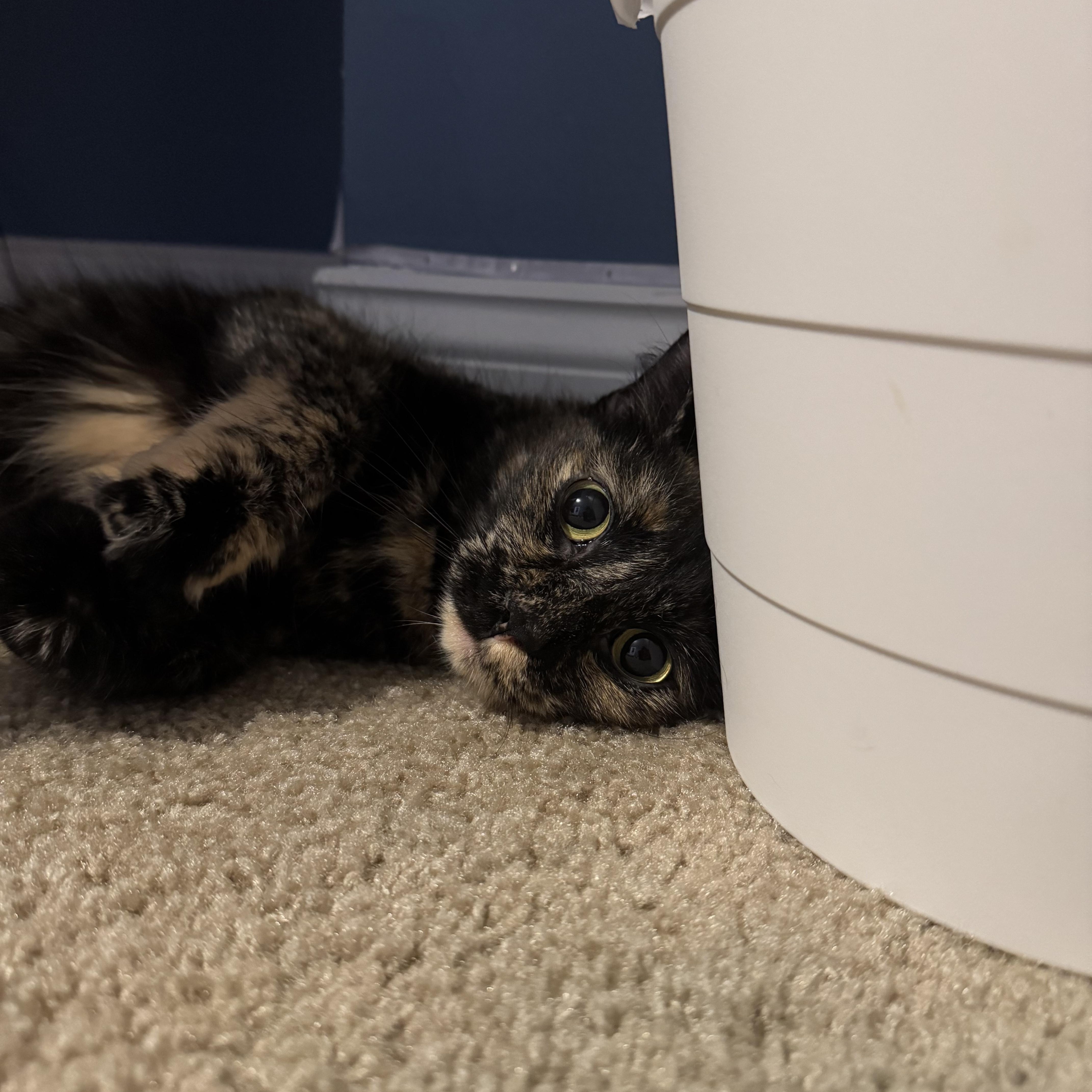 Lady Luna, a ADOPTABLE American Shorthair in Medford, MA image 3/3