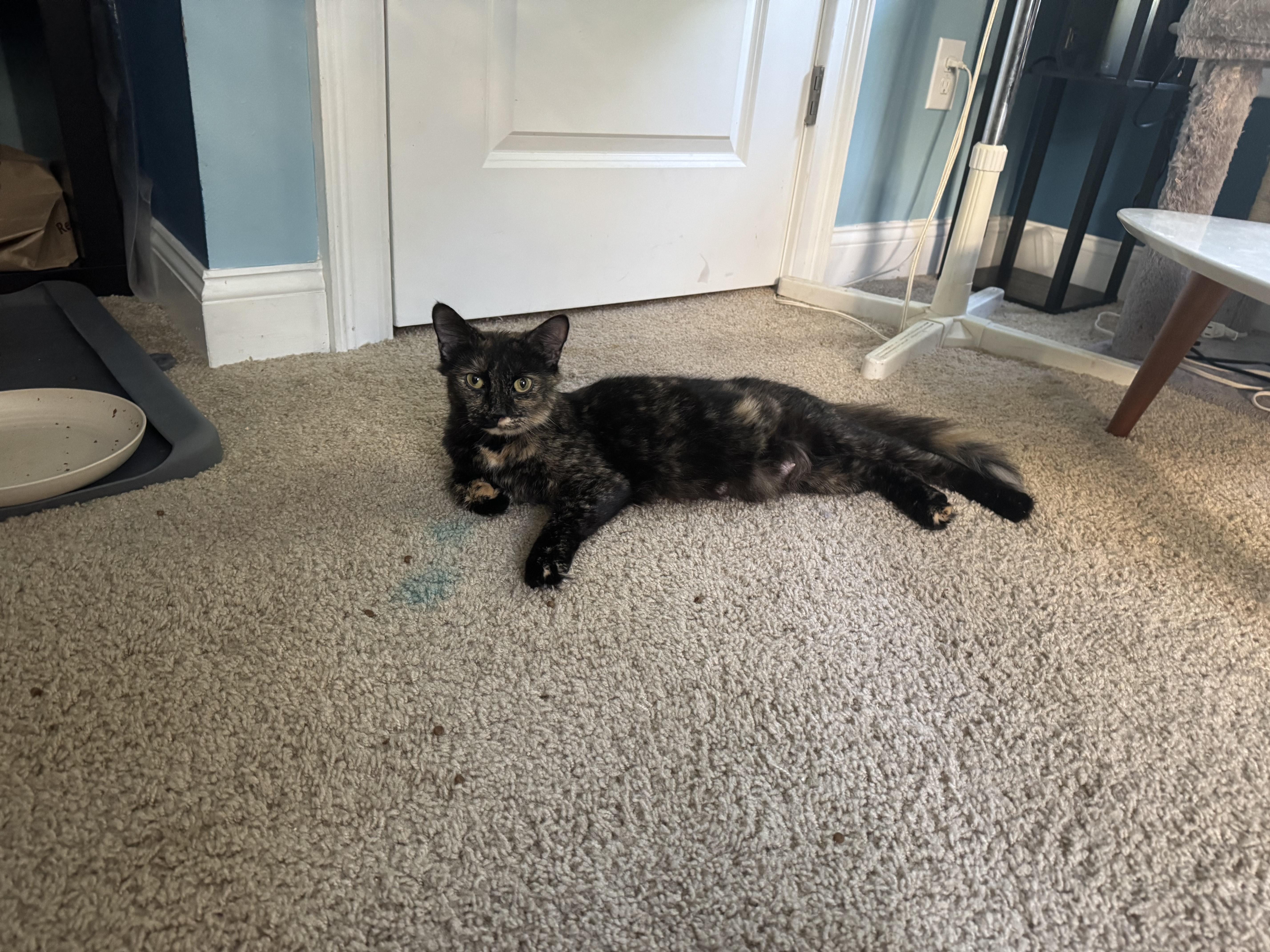 Lady Luna, ADOPTABLE, Young Female American Shorthair.