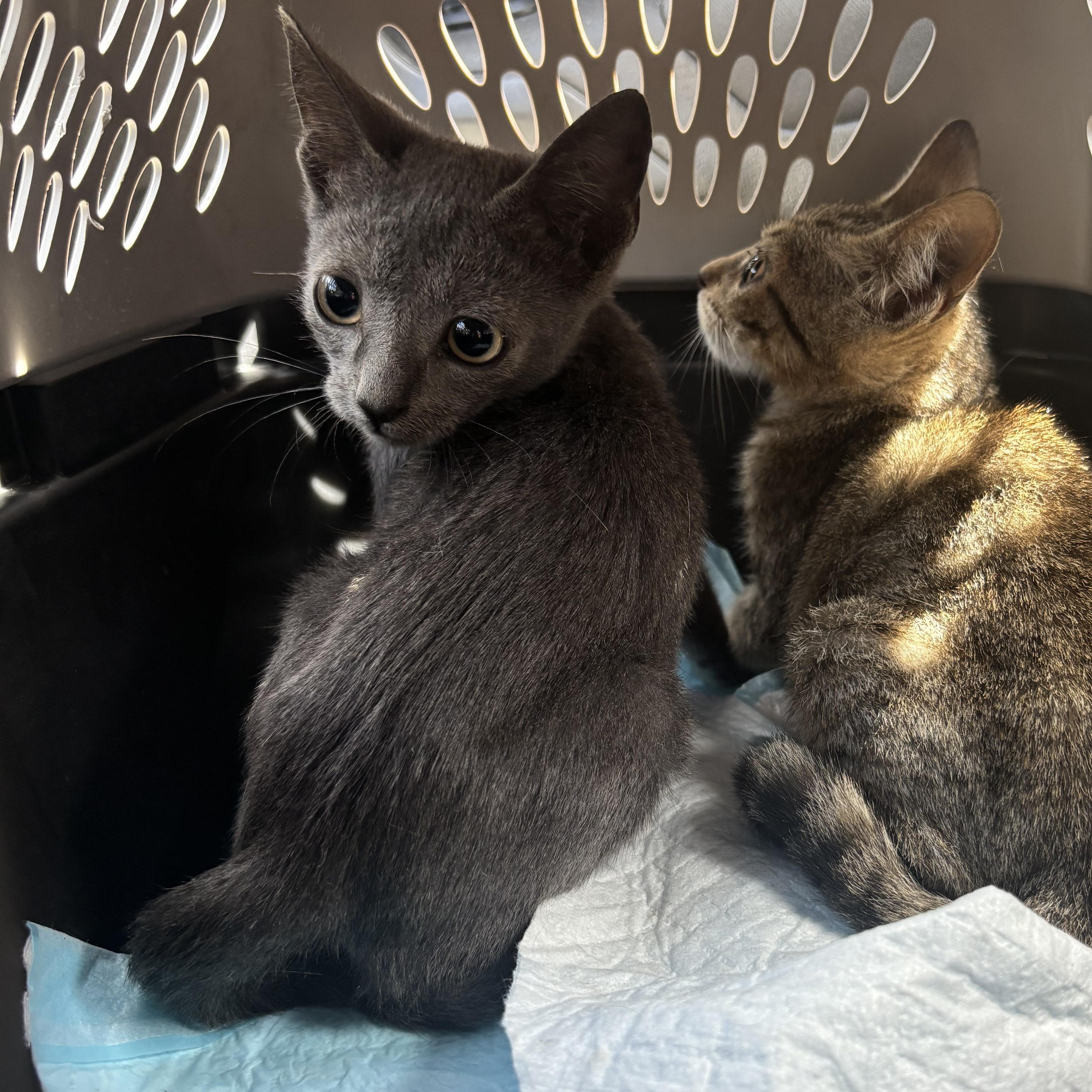Zoey, an adoptable Domestic Short Hair, Russian Blue in Ewa Beach, HI, 96706 | Photo Image 3