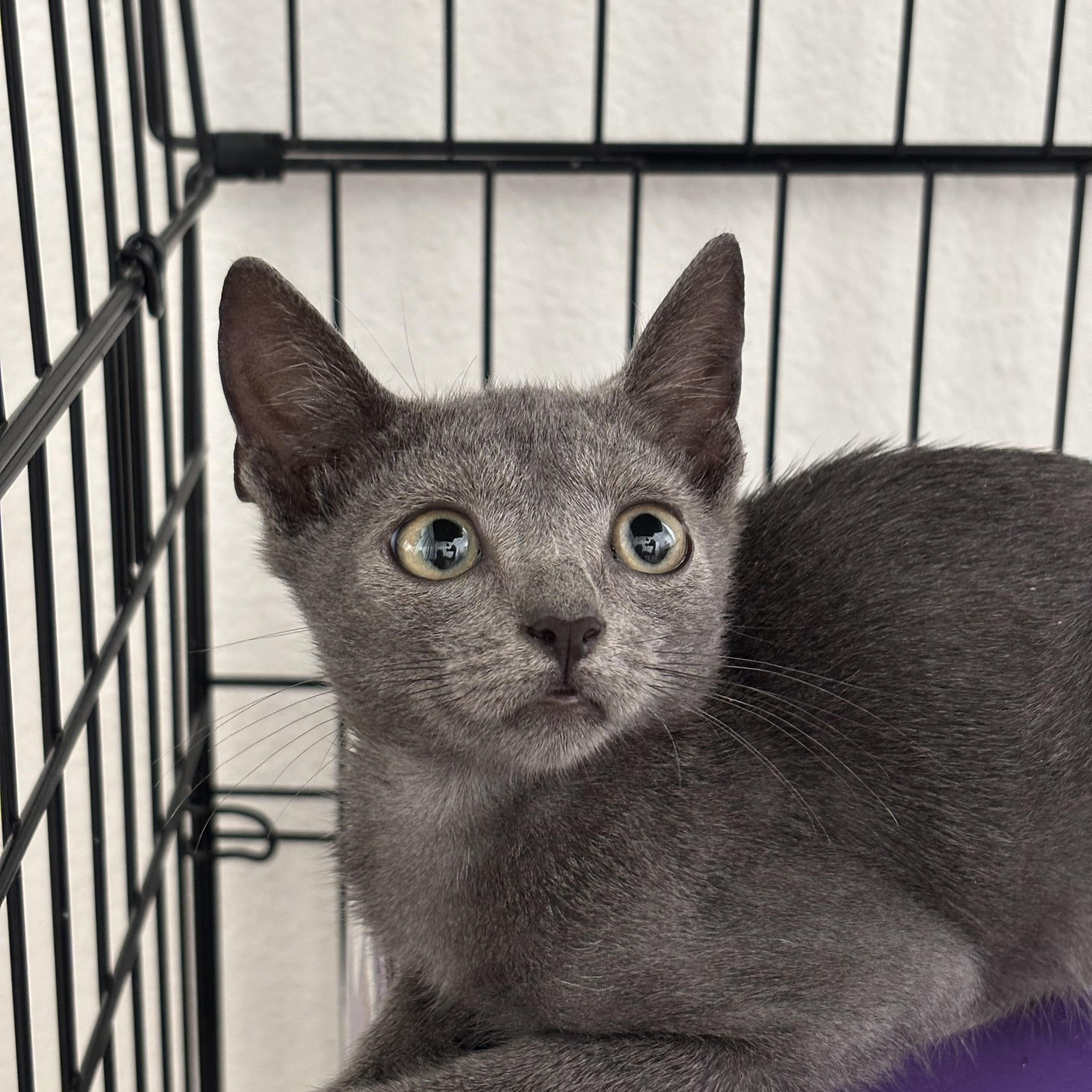 Zoey, an adoptable Domestic Short Hair, Russian Blue in Ewa Beach, HI, 96706 | Photo Image 2
