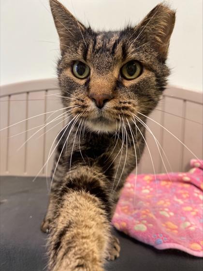 Elmur Fudd thumbnail 2