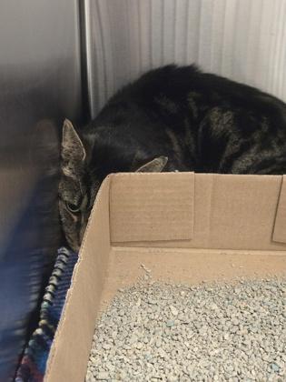 Elmur Fudd thumbnail 3