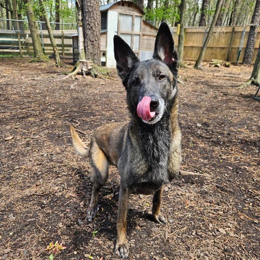 Enlarge Jesi, a Adoptable Belgian Shepherd / Malinois in Newark, NJ image 1/6