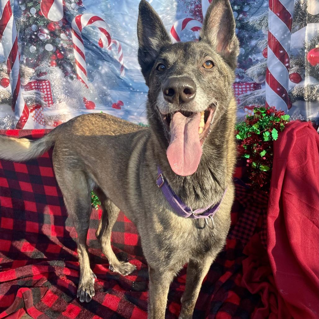 Enlarge Jesi, a Adoptable Belgian Shepherd / Malinois in Newark, NJ image 2/6