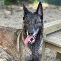 Enlarge Jesi, a Adoptable Belgian Shepherd / Malinois in Newark, NJ image 3/6