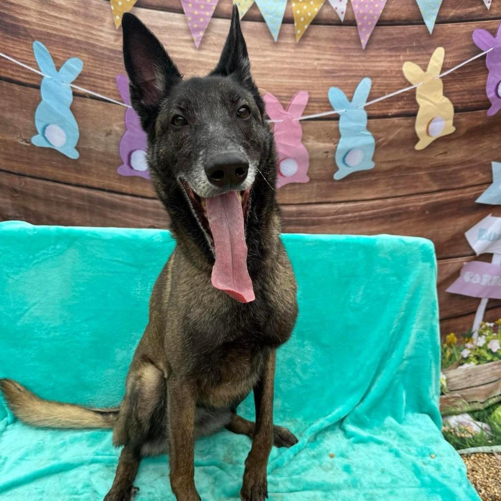 Enlarge Jesi, a Adoptable Belgian Shepherd / Malinois in Newark, NJ image 5/6