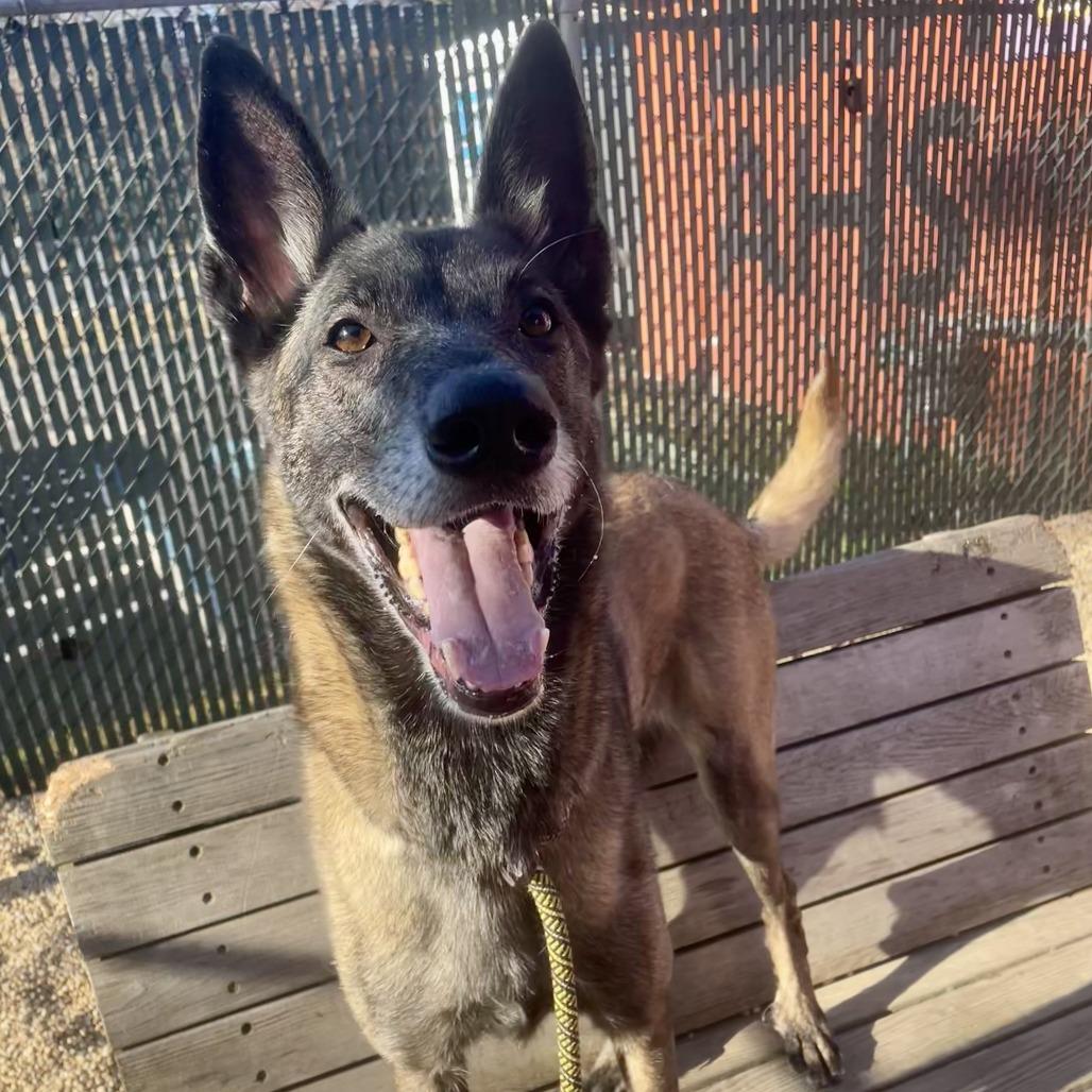 Enlarge Jesi, a Adoptable Belgian Shepherd / Malinois in Newark, NJ image 5/6