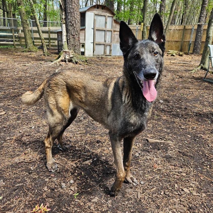 Enlarge Jesi, a Adoptable Belgian Shepherd / Malinois in Newark, NJ image 6/6