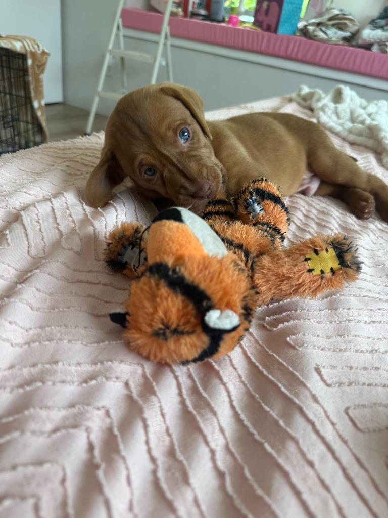 Enlarge Fergus, a Adoptable mixed breed in Phoenix, AZ image 3/4