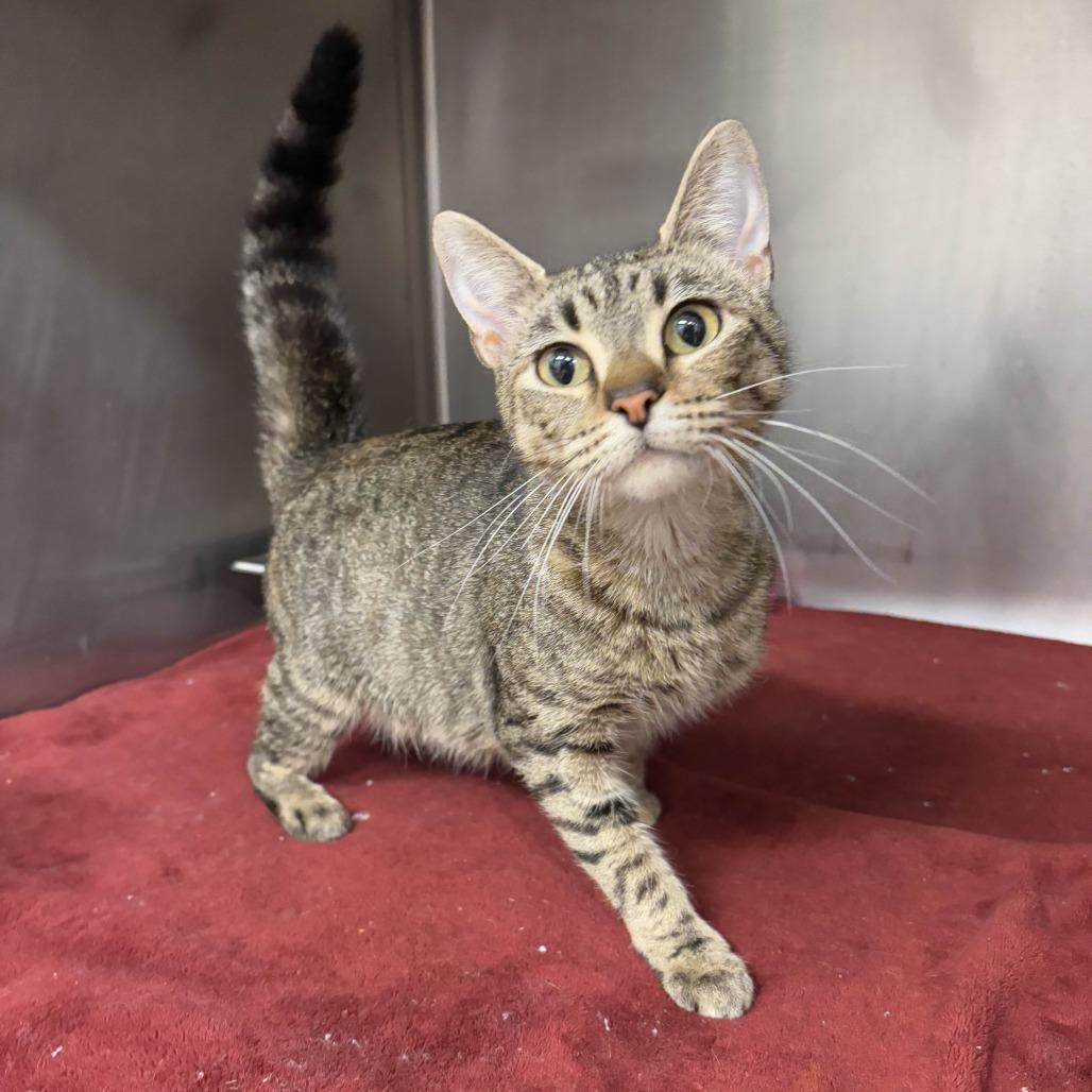 Peony, Adoptable, Young Female Domestic Short Hair.